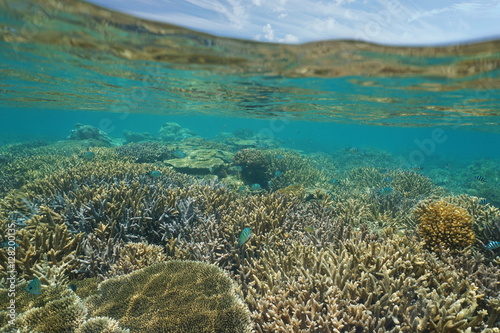 Shallow coral reef with fish underwater and sky with clouds above waterline, New Caledonia, south Pacific ocean
