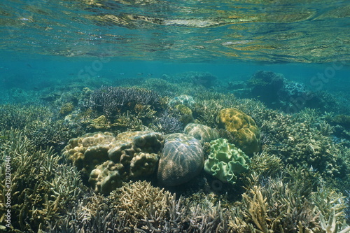 Fototapeta Naklejka Na Ścianę i Meble -  Shallow reef with healthy corals underwater in a lagoon of New Caledonia, south Pacific ocean