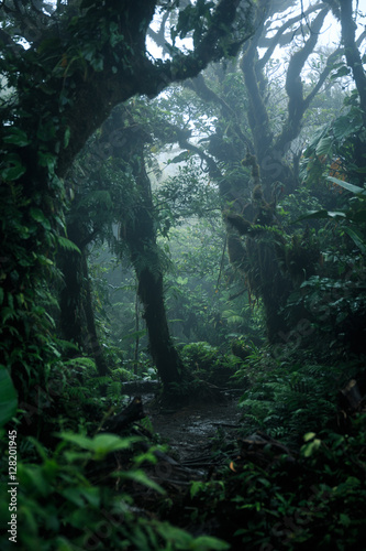 Deep in lush rainforest