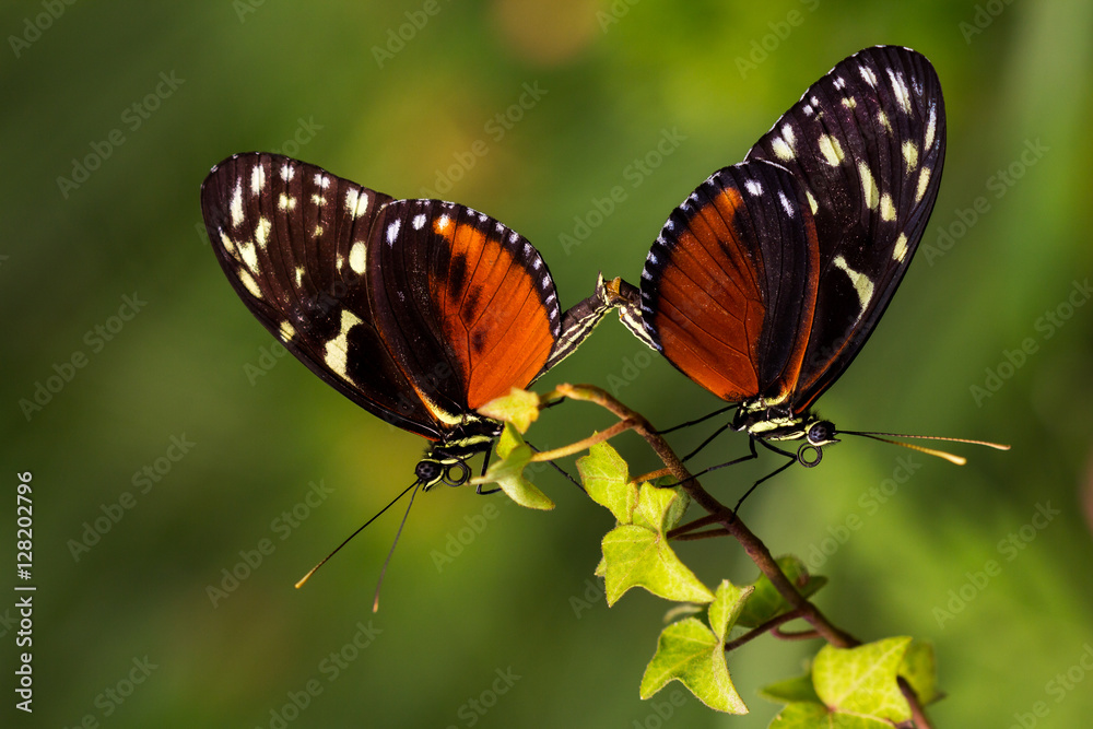 Fototapeta premium The mating season