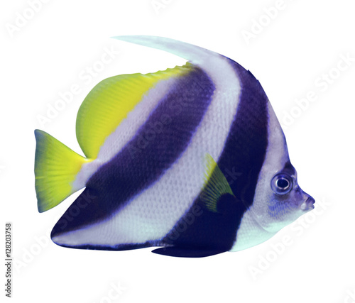 Tropical fish isolated on white background