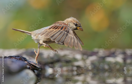 House Sparrow jumping into the water photo