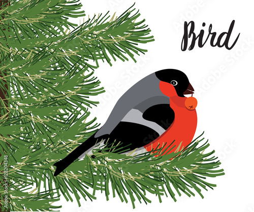 Bullfinch with rowanberry sitting on conifer branch, white backg