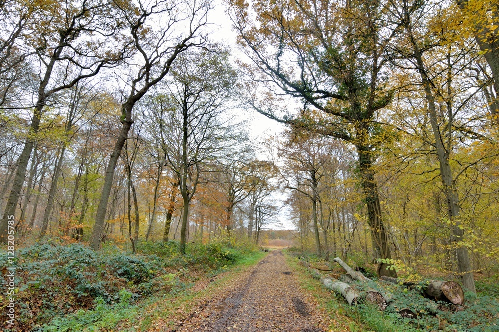 Chemin forestier en forêt de Saint-Amand-les-Eaux dans les Hauts-de-France Chemin forestier en forêt de Saint-Amand-les-Eaux dans les Hauts-de-France