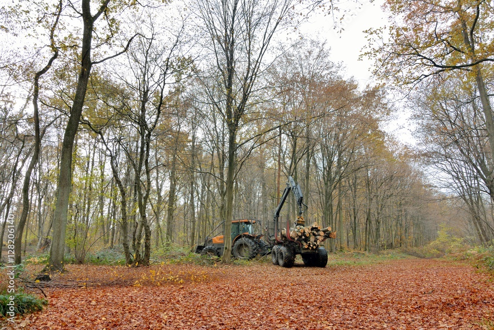 Obraz premium La forêt de Saint-Amand les Eaux en automne. Hauts-de-France