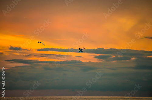 Seagulls flying at sunset on the sea and cloudy sky