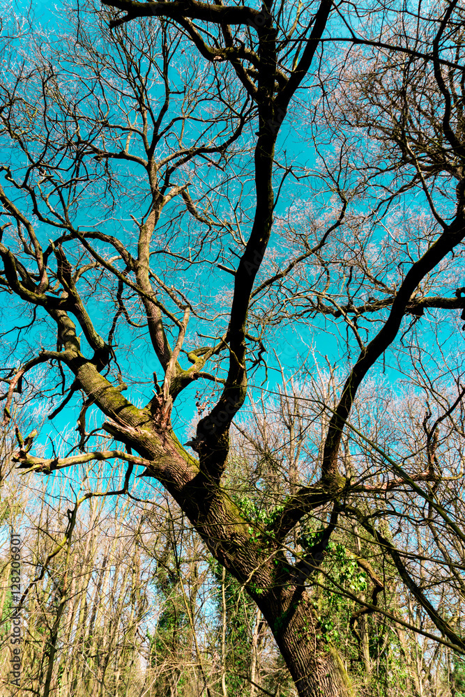 Trees an the spring park Trees an the spring park