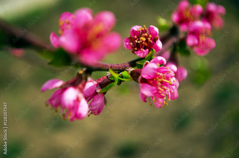 Pink peach blossom