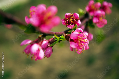 Pink peach blossom