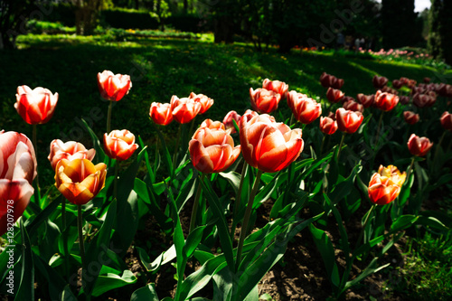 Beautiful tulis in botanical garden