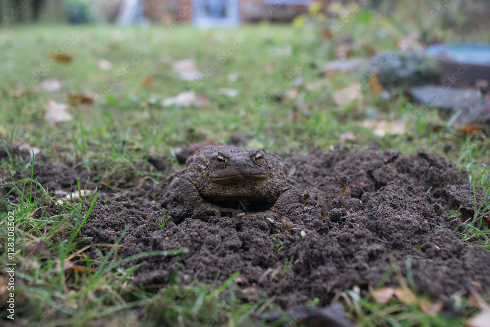 frog in the garden near the House
