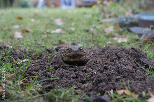 Obraz na płótnie frog in the garden near the House w salonie