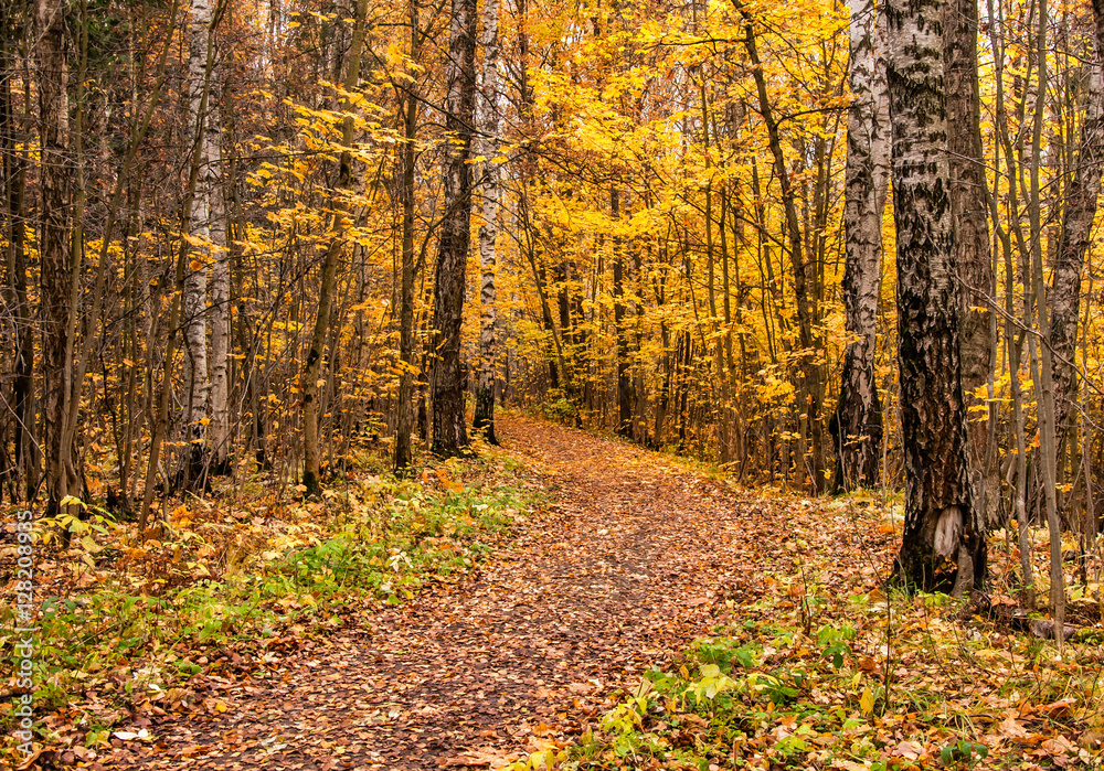 Obraz premium Autumn landscape