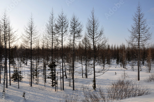 Winter evening and frosty lanskape from North. Naked trees, pines and white snow © Oksana