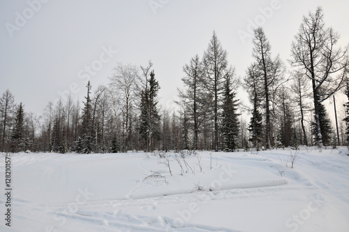 Winter evening and frosty lanskape from North. Naked trees, pines and white snow © Oksana