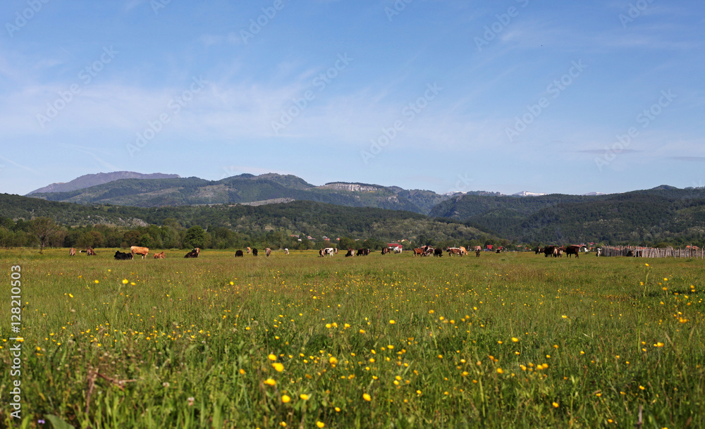 Fototapeta premium Spring meadow along country road, Romania
