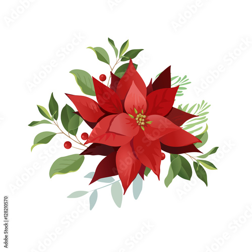 Christmas poinsettia flowers, red leaves. photo