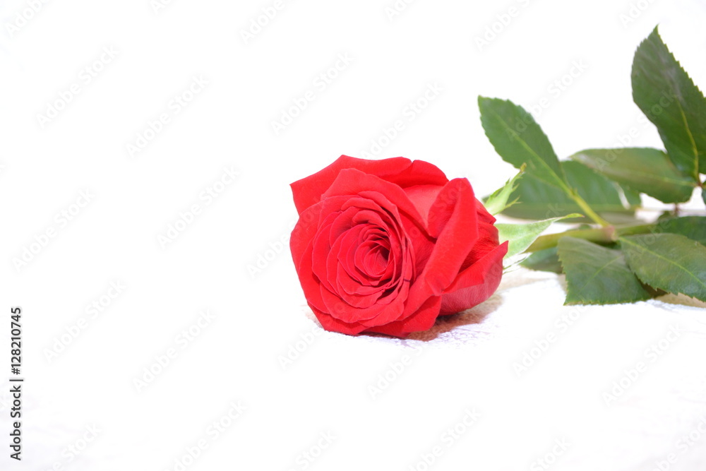 Red rose, fragrant
Red rose, fragrant