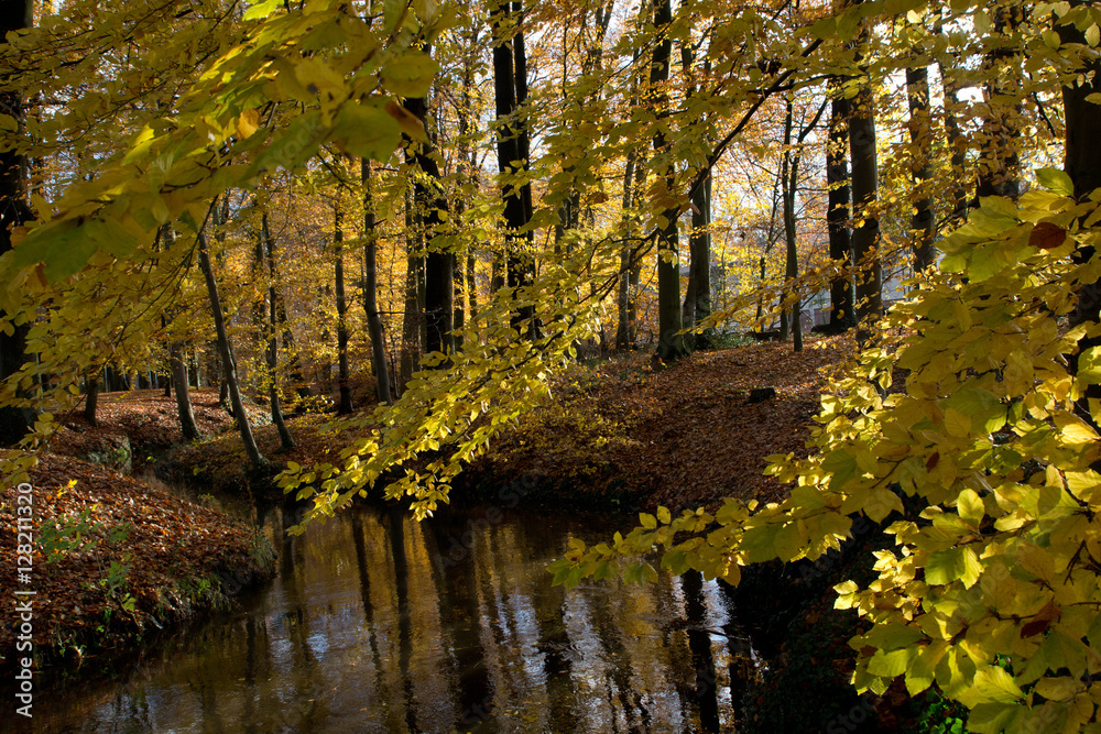Fototapeta premium Bachlauf im Herbstwald