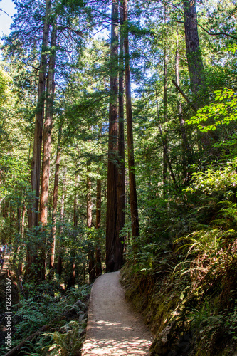 Wanderweg im Muir Woods National Monument bei San Francisco  Kalifornien  USA.