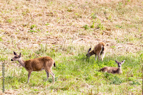 Schwarzwedelhirsche (Odocoileus hemionus columbianus) im Point Reyes National Seashore bei San Francisco, Kalifornien, USA. photo