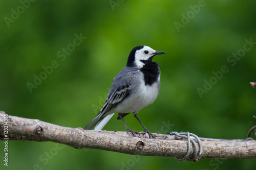 Bird Wagtail on a stick. Bird on a green background. © ShooterAlex