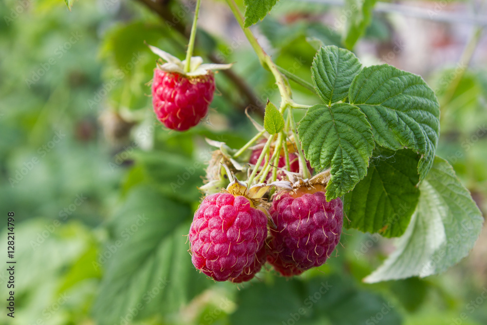Berries ripe raspberry. Red raspberries in the summer garden. Stock