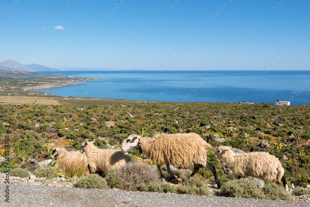 A flock of sheep walking along an asphalt road. Southern Crete island. Libyan sea in background. Greece.