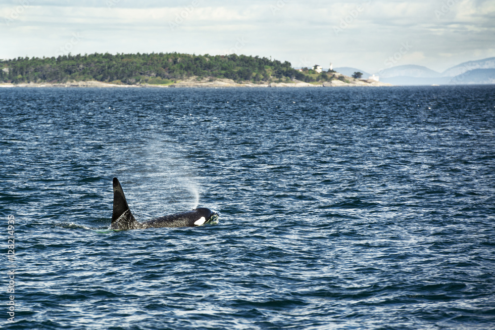 Fototapeta premium Orca