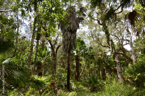 Tropical rainforest in Myall Lakes National Park  Australia.