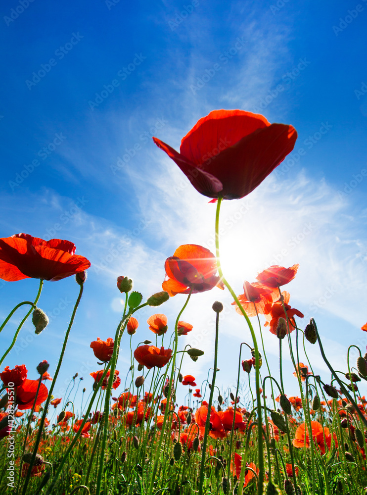 Obraz premium Poppy Flowers