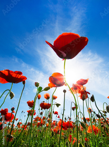 Fototapeta Naklejka Na Ścianę i Meble -  Poppy Flowers