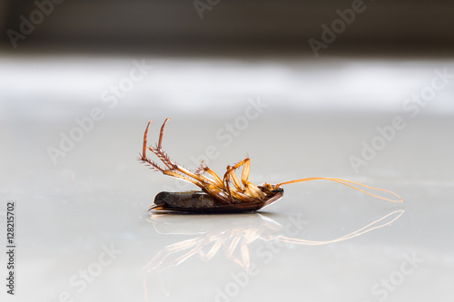 Dead cockroach on floor © escapejaja