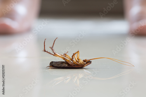 Dead cockroach on floor
