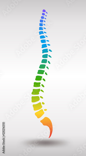 Human spine. Rainbow gradient colored backbone