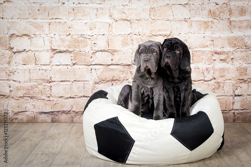 Grey, black and brown puppies breed Neapolitana Mastino. Dog handlers training dogs since childhood.