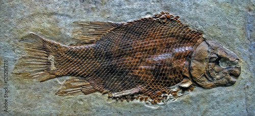 Fish fossil