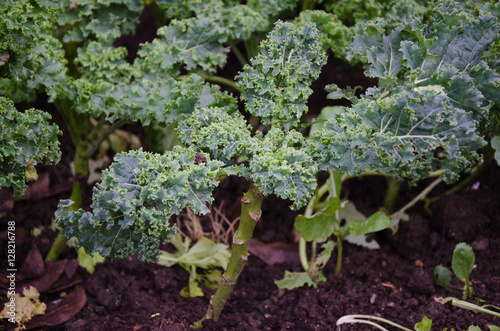 Closeup of kale growing in garden