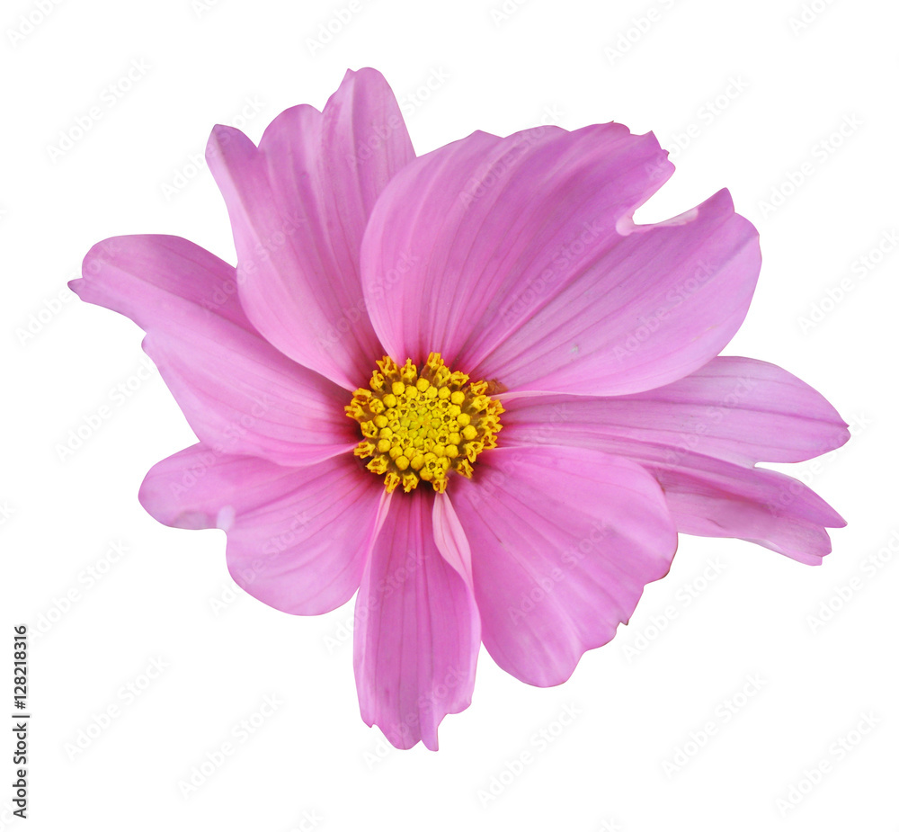 Pink flower of cosmos isolated on white background. Pink flower of cosmos isolated on white background.