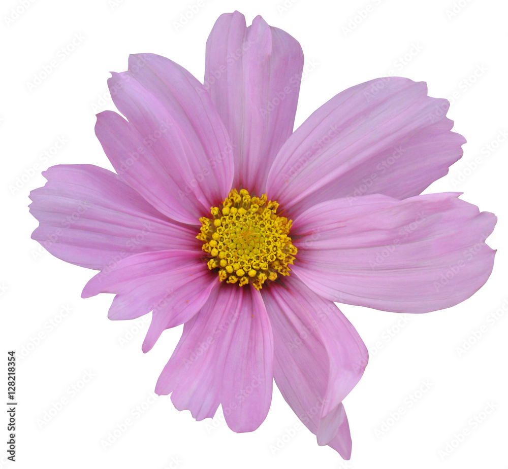 Pink flower of cosmos isolated on white background. Pink flower of cosmos isolated on white background.