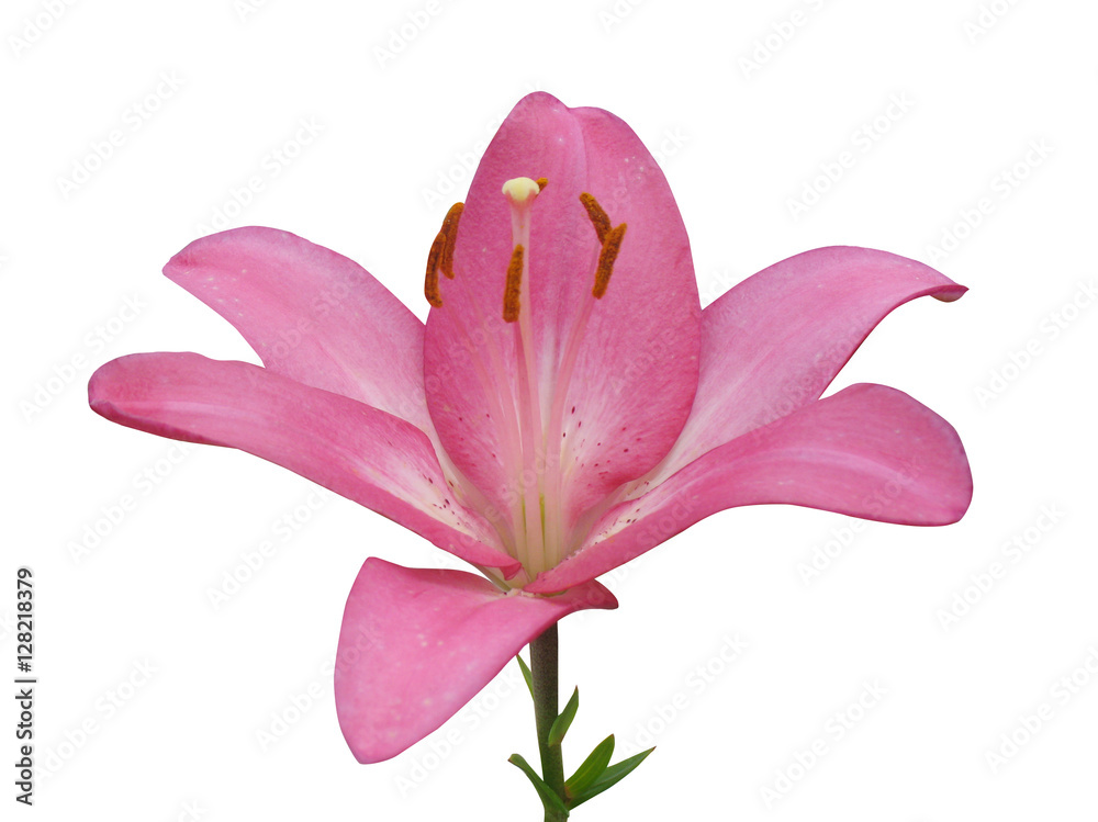 Pink lily isolated on a white background.