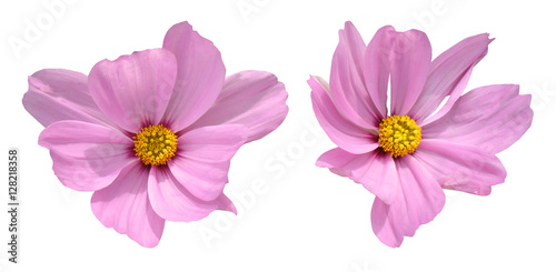 Pink flowers of cosmos isolated on white background. © Ollga P