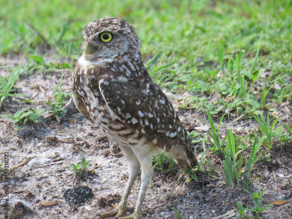 Owl Owl