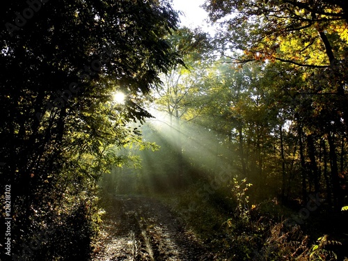 Fototapeta Naklejka Na Ścianę i Meble -  Shining sun, sunbeams during misty morning in deciduous forest