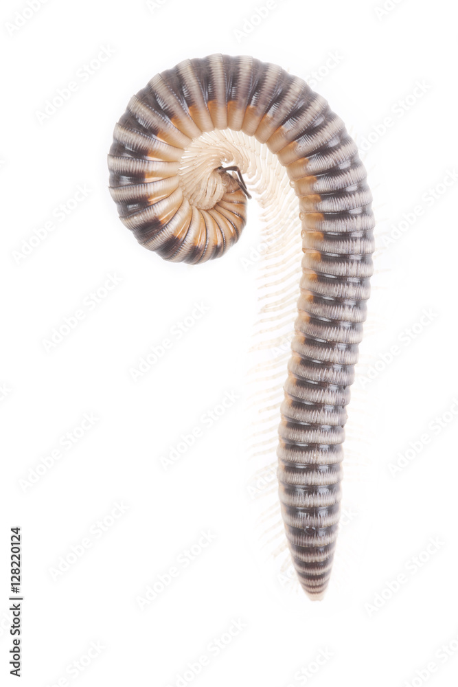 Centipede beetle on white background Centipede beetle on white background