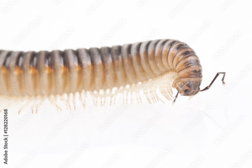 Obraz premium Diplopoda