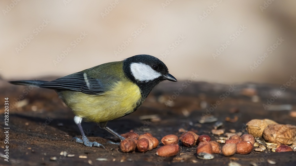Naklejka premium Great Tit eating peanuts