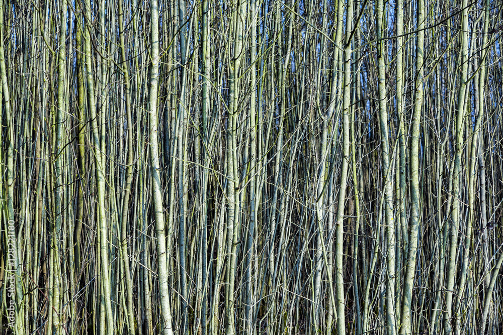 young trees in the forest like a curtain young trees in the forest like a curtain