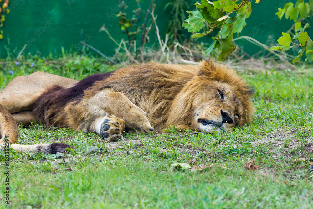 Naklejka premium Lion