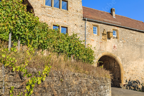 Weinanbau in weinsberg am Neckar wein reben